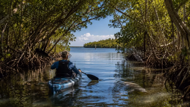 Exploring South Florida’s Wild Mangrove Waterways Experienced kayaker paddling through a narrow mangrove channel in South Florida